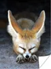 MuchoWow® Poster Fuchs - Schlaf - Boden 120x160 cm - Produktbild-Vorschau 1