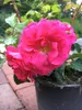 A close-up of a bright pink rose in a black pot, with green leaves and thorny stems visible. The background is blurred, showing greenery and a brick pathway. Produktbild-Vorschau