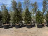 Sunny Tree - Magnolia Grandiflora „Gallisoniensis” - 240 cm Podgląd zdjęcia produktu 6