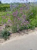 A close-up view of a flowering plant with purple flowers, growing next to a paved path. Podgląd zdjęcia produktu