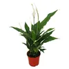 Spathiphyllum, ein Blatt, „Sweet Chico“, Blumentopf 13 cm Produktbild-Vorschau 1