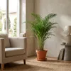 Howea Forsteriana, Kentia Palme, Zimmerpflanze, 90-100 cm, Produktbild-Vorschau 4