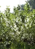 Weigela 'Snowflake', Weigelie, weiß, 60–100 cm Produktbild-Vorschau 3