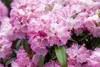 Rhododendron yakushimanum 'Fantastica', rosa-rot, 40–50 cm Produktbild-Vorschau 10