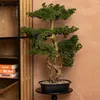 Künstlicher Bonsai-Baum POLIN, schwarze Keramikschale, 72 x Produktbild-Vorschau 2