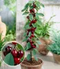 BALDUR Garten 1x Säulen-Süßkirsche 'Helena®', Kirschbaum, Produktbild-Vorschau 1