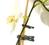 A close-up of a white orchid flower with a green stem supported by a bamboo stake and held in place by two dark green clips. Produktbild-Vorschau