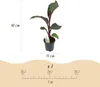 GreenboutiQ - Obstpflanze - Bananenpflanze - Ensete Produktbild-Vorschau 3
