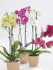 Dehner Schmetterlingsorchidee, zweitriebig, gelbe Blüten, Produktbild-Vorschau 7