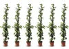 Six potted plants with green leaves and white flowers arranged in a row against a white background. Náhled obrázku produktu