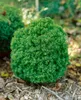 Thuja occidentalis 'Teddy', Kugel-Lebensbaum, kompakt, Produktbild-Vorschau 9