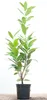 Prunus laurocerasus 'Caucasica', Kirschlorbeer, immergrün, Produktbild-Vorschau 1