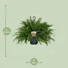 Felce a spada Nephrolepis Green Lady, pianta da Anteprima dell’immagine prodotto 2