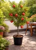Punica granatum ‘Acco’ Granatapfel 70–100 cm – winterharter Produktbild-Vorschau 1