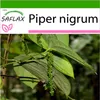 SAFLAX - skutočné korenie - Piper nigrum - 20 Semená - S Náhľad obrázku produktu 10