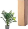 Phönix Canariensis Kanarische Dattelpalme 300cm Ø50cm Produktbild-Vorschau 3