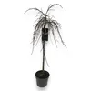 Winterharte Zwerg-Weide als Zierstämmchen ca. 80 cm – Salix Produktbild-Vorschau 4