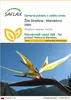 SAFLAX - Žltá Strelitzia - Mandelovo zlato - Strelitzia Náhľad obrázku produktu 1