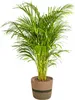 Goldfruchtpalme - Dypsis Areca Lutescens inkl. Naturkorb - Produktbild-Vorschau 1