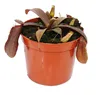 Rotblättrige Kannenpflanze - Nepenthes - 9cm Produktbild-Vorschau 1