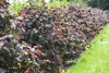 Corylus avellana, Haselnuss, 60–100 cm Produktbild-Vorschau 4