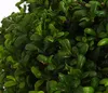 Dehner Japanische Stechpalme, Ilex crenata, Kugel-förmig, Produktbild-Vorschau 2