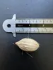 Manilapalmpalm (Veitchia merrillii) - 5 zaden Productafbeelding-voorbeeld 3