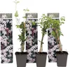 Jasmin - 3 Stk - Jasminum 'Officinale' - Höhe 25-40cm - Produktbild-Vorschau 1