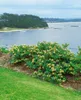 Lonicera caprifolium, Jelängerjelieber, 60–100 cm, duftend Produktbild-Vorschau 5