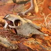 Exo Terra Versteck Buffalo Skull Produktbild-Vorschau 2
