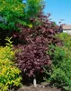Acer palmatum 'Bloodgood', Japanischer Ahorn, tiefrot, Produktbild-Vorschau 13