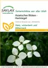 SAFLAX - Ázijské kvety - drieň obyčajný - Cornus kousa var. Náhľad obrázku produktu 11