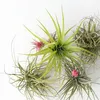 Oplątwa - 24 szt - Tillandsia - Wysokość 5-15cm - ⌀5cm Podgląd zdjęcia produktu 3