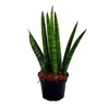 Sansevieria cylindrica - Inteligentná sada 3 kusov v 6,5 cm Náhľad obrázku produktu 3