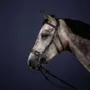 Dyon New English Collection Hackamore Zaum, Größe:Full, Produktbild-Vorschau 2