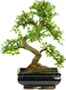 Bonsai Baum mit Keramik Blumentopf - Ligustrum, Ficus, Produktbild-Vorschau 1