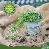 Enseleits Brahmi (Bacopa monnieri), Marktfrische Pflanze Produktbild-Vorschau 2