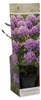Rhododendron Catawbiense Purple 15–20 cm – wiecznie zielony Podgląd zdjęcia produktu 5