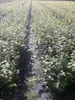 1x Rotbuche Fagus sylvatica 100-150 cm wurzelnackt Produktbild-Vorschau 3