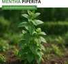Pfefferminze Mehrjährig Samen - Mentha piperita - Produktbild-Vorschau 2
