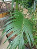 Kentia (Howea forsteriana) - 5 semillas Vista previa de la imagen del producto 2