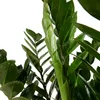 Bloomique - Zamioculcas Zamiifolia - Palma doniczkowa - Podgląd zdjęcia produktu 5