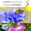 Kornblumen Samen (Centaurea cyanus) - Wunderschön Produktbild-Vorschau 5
