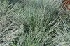 Stauden Gänge 5 x Festuca glauca/cinerea 'Azurit' im 1 Produktbild-Vorschau 3