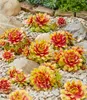 BALDUR Garten 2x Sempervivum 'Gold Nugget®', Pflanzen im Produktbild-Vorschau 2
