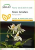SAFLAX  - Albero del rafano  - 10 semi - Moringa Anteprima dell’immagine prodotto 1