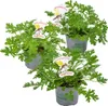 Bloomique - Lot de 3 - Pelargonium Graveolens - Géranium Voir les images du produit 1