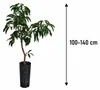 Litschi Kwai Mai Pink 100–140 cm – Litchi chinensis Lychee Produktbild-Vorschau 5