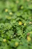 Leptinella squalida – Bodendecker – 24 Pflanzen – Ø9cm – Produktbild-Vorschau 5