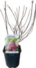 GreenboutiQ - Rispenhortensie - Hydrangea panniculata Produktbild-Vorschau 3